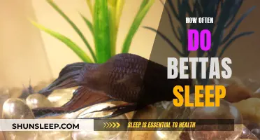 Betta Sleep Patterns: How Much Do They Need?