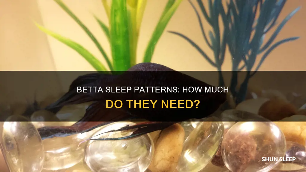 how often do bettas sleep