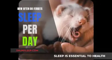 Ferrets' Sleep Patterns: How Much Do They Snooze?