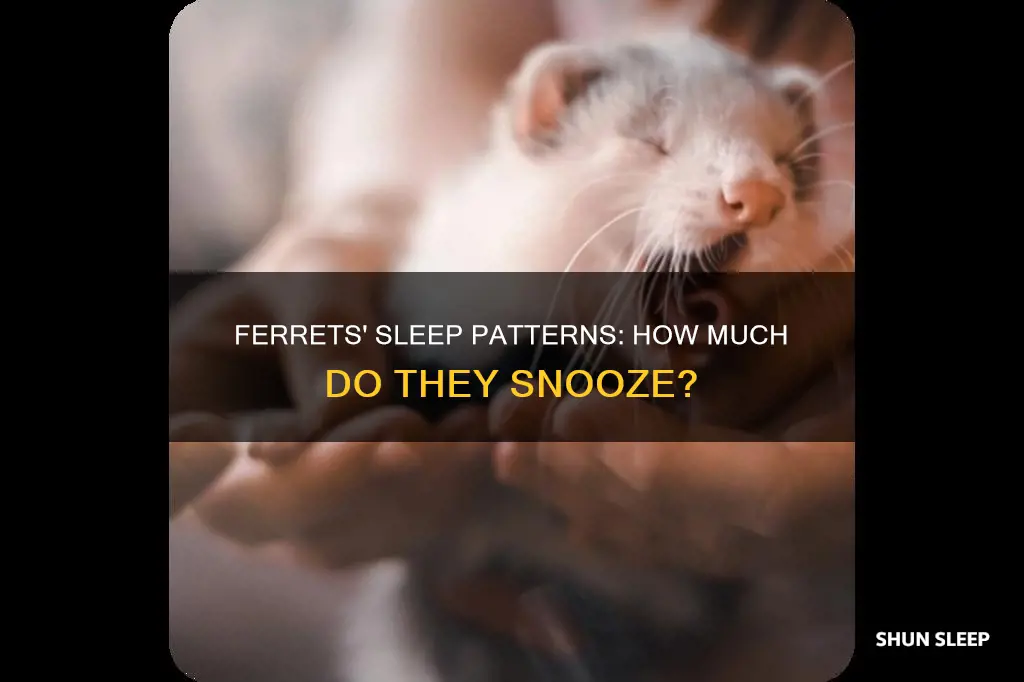 how often do ferrets sleep per day