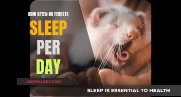 Ferrets' Sleep Patterns: How Much Do They Snooze?