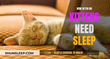Kittens' Sleep Needs: How Much is Enough?