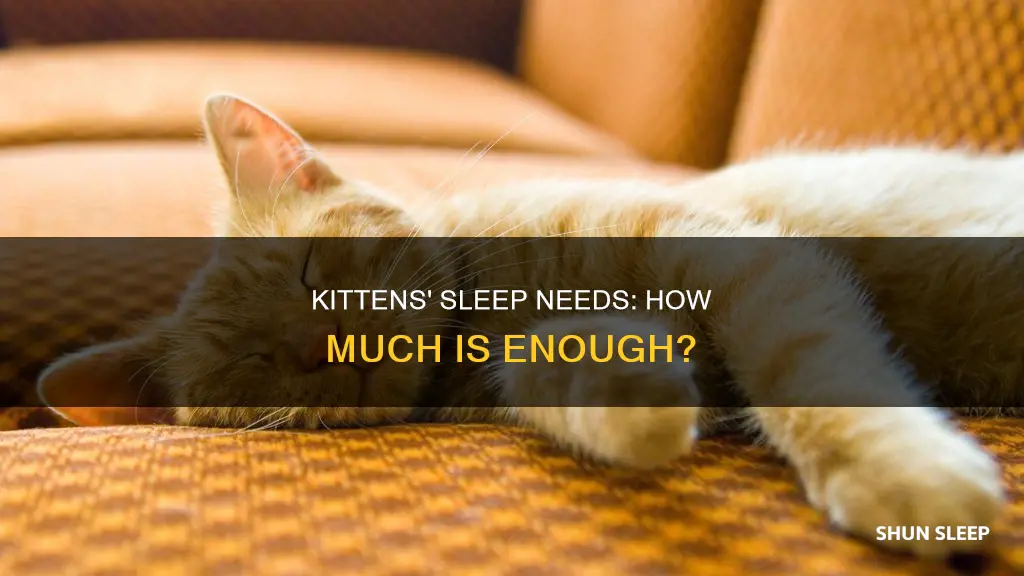 how often do kittens need sleep