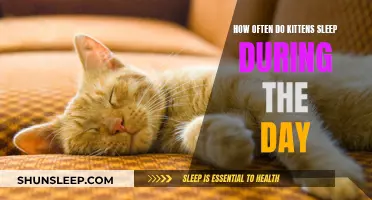 Kittens' Napping Habits: How Much Sleep Do They Need?