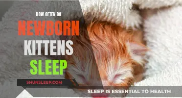 Newborn Kittens: Sleep Patterns and Parenting Tips