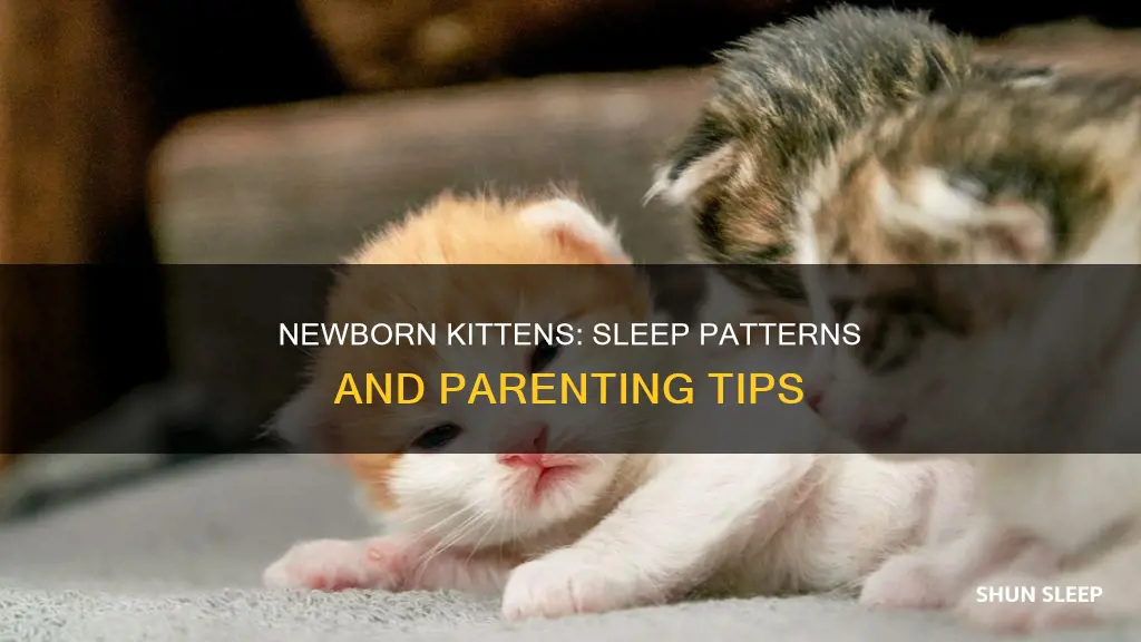 how often do newborn kittens sleep