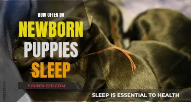 Newborn Puppies: Sleep Patterns and Care Tips
