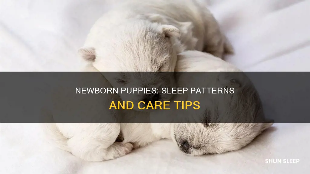 how often do newborn puppies sleep