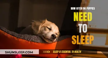 Puppies' Sleep Needs: How Much is Enough?
