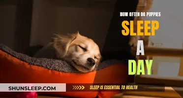 Puppies' Sleep Patterns: Understanding Their Daily Sleep Needs