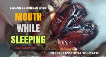 Do Spiders Crawl into Your Mouth at Night? The Truth Revealed