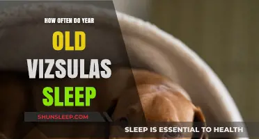 Vizslas' Sleep Patterns: A Year in Review