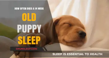 Puppy Sleep: How Much is Normal for a 14-Week-Old?