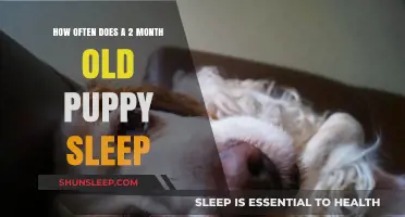 Puppy Sleep Patterns: What's Normal for a 2-Month-Old?