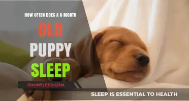 Puppy Sleep Patterns: What's Normal for a 6-Month-Old?