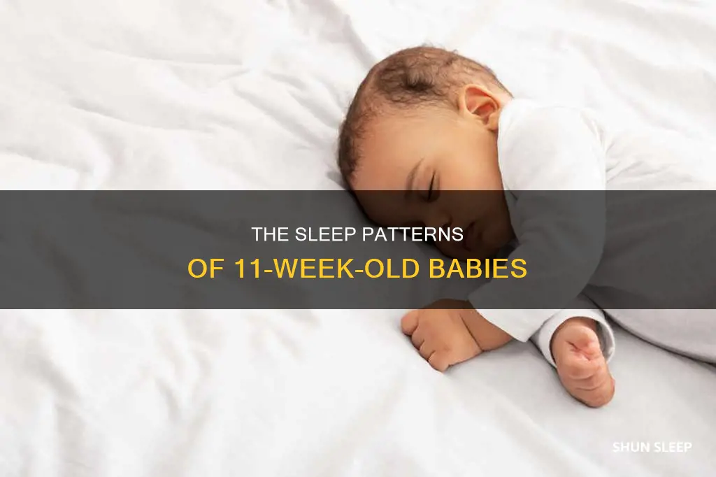 how often does an 11 week old sleep
