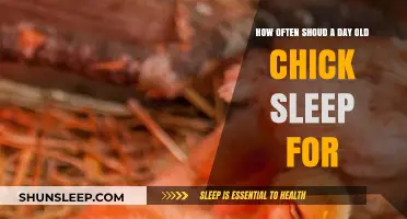 Day-Old Chicks: How Much Sleep Do They Need?