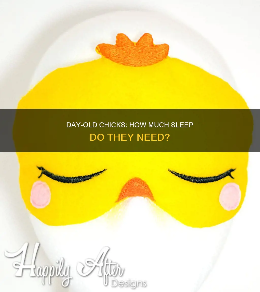 how often shoud a day old chick sleep for