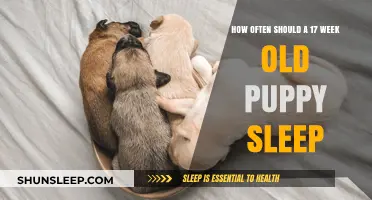 Puppy Sleep: How Much is Enough at 17 Weeks?