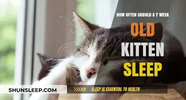 Kittens' Sleep Patterns: How Much is Normal?
