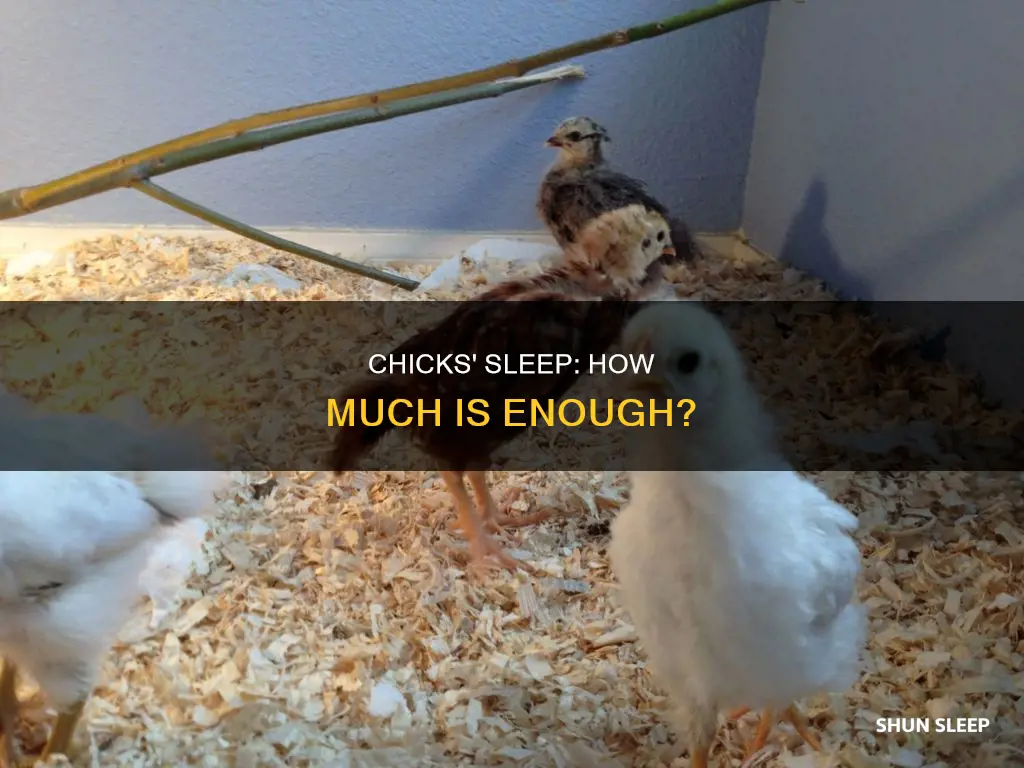 how often should a newborn chick sleep