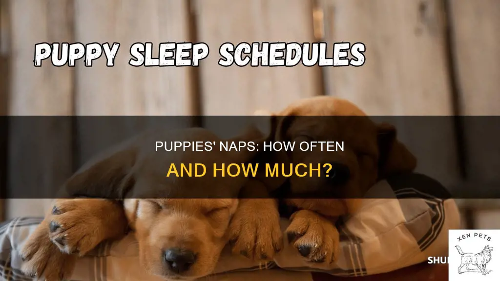 how often should a puppy sleep during the day