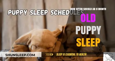 Puppy Sleep: What's Normal for Your 8-Month-Old?