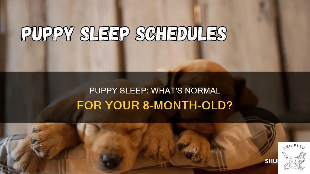 how often should an 8 month old puppy sleep