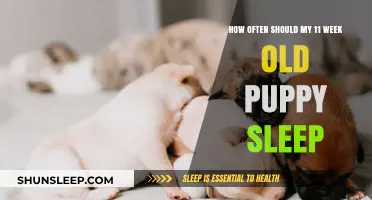 Puppies at 11 Weeks: How Much Sleep Do They Need?