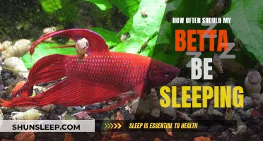 Betta Sleep Patterns: How Much is Normal?