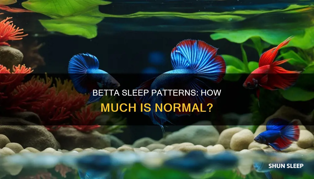 how often should my betta be sleeping