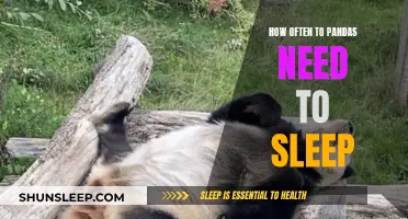 Pandas' Sleep Patterns: Understanding Their Unique Sleep Needs