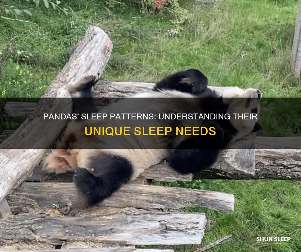 how often to pandas need to sleep