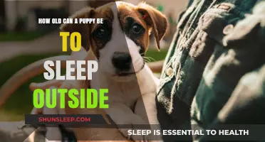 Puppy Age for Outdoor Sleep: Safe or Not?