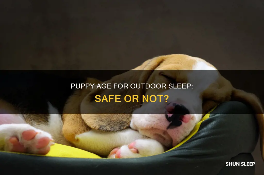 how old can a puppy be to sleep outside