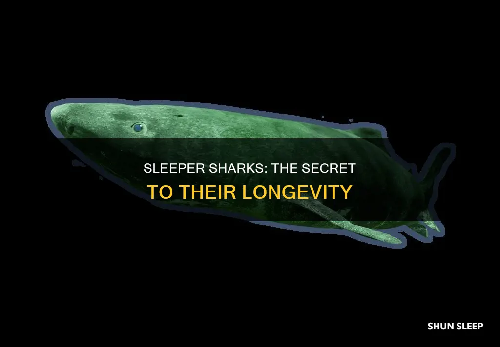 how old can sleeper sharks live