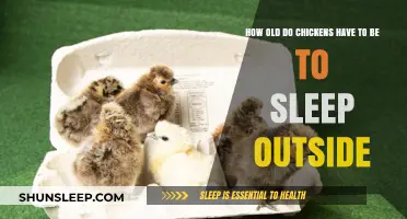 When Can Chickens Sleep Outdoors?