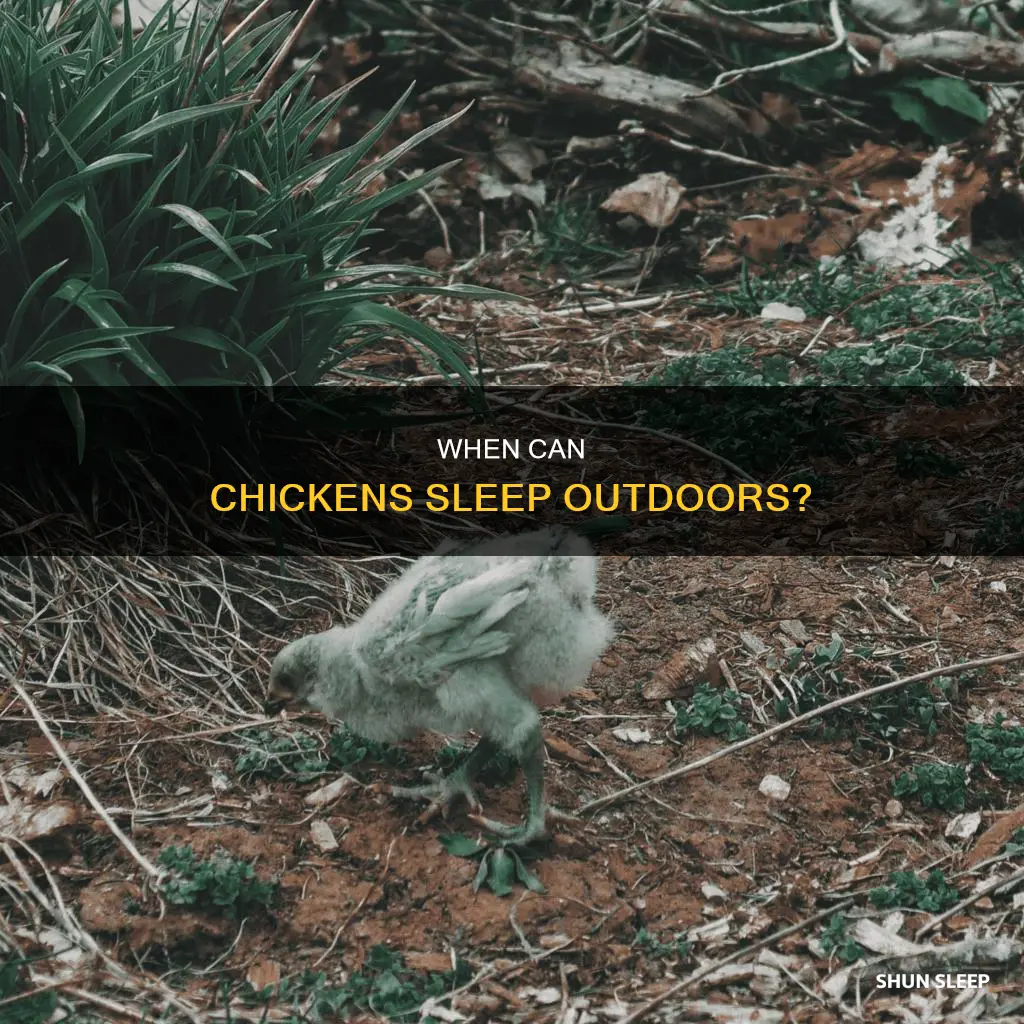 how old do chickens have to be to sleep outside