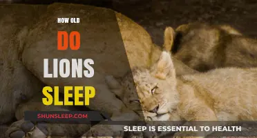 Lion's Sleep Patterns: Age-Related Changes