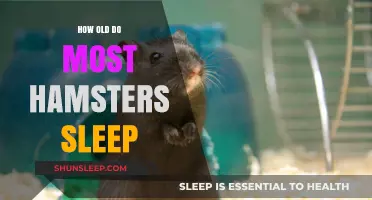 Hamsters' Sleep Patterns: Understanding Their Napping Habits
