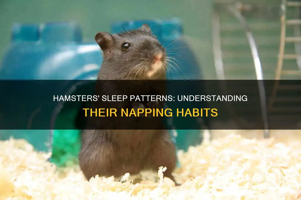 how old do most hamsters sleep