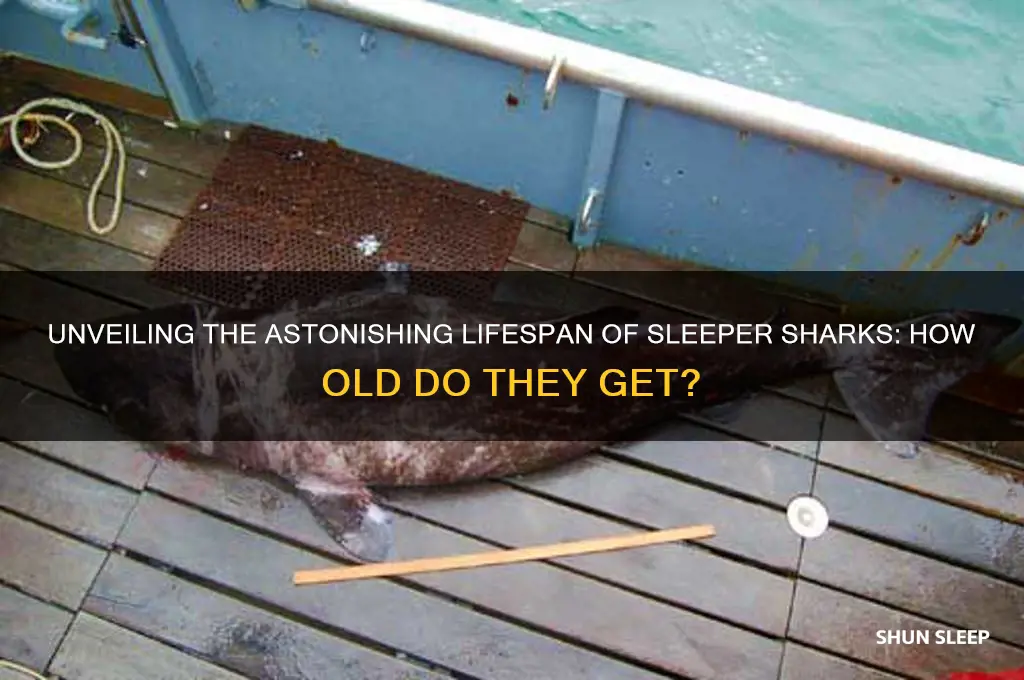 how old do sleeper sharks get