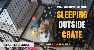 When Can Puppies Sleep Outside Their Crates?