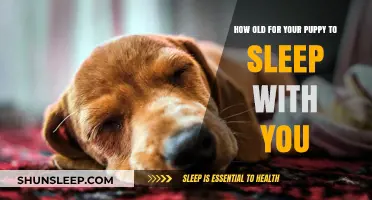 When Can Your Puppy Sleep in Your Bed?