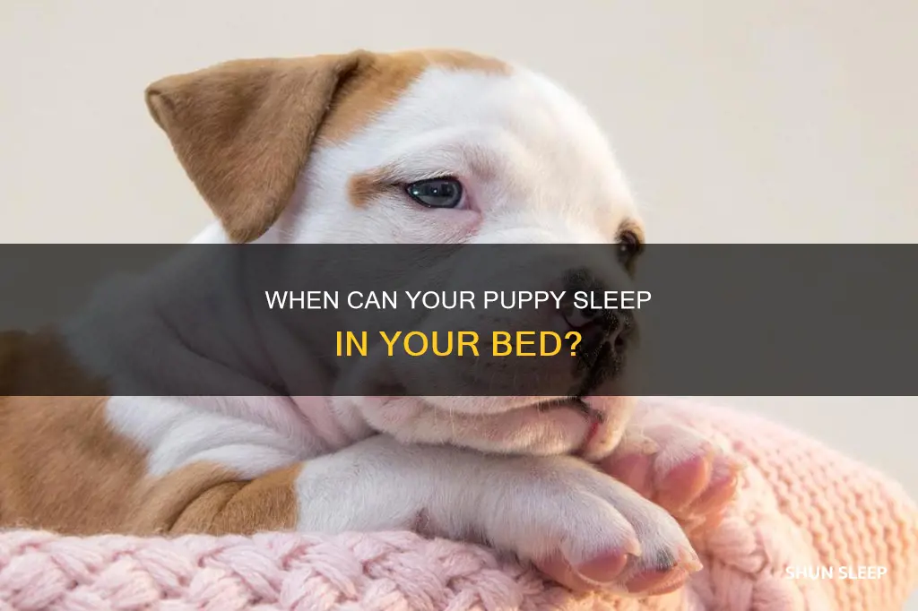 how old for your puppy to sleep with you