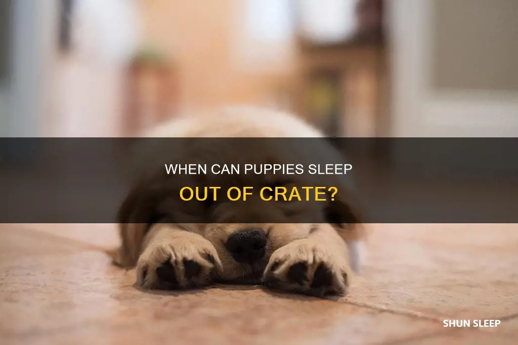 how old puppy sleep out of crate