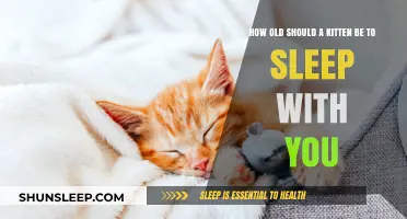 When is it Safe for Kittens to Sleep with You?
