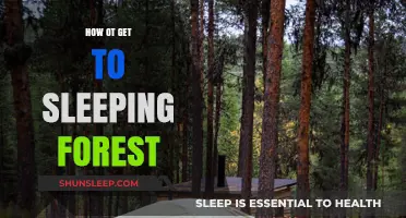 Discover the Serene Path to Sleeping Forest: A Travel Guide