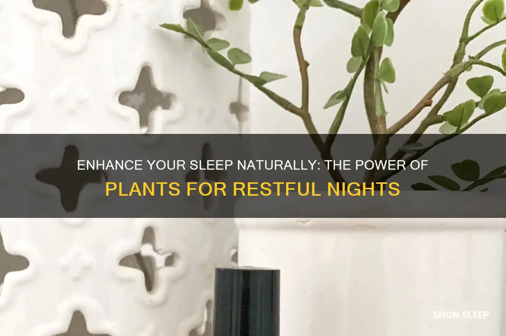 how plants can help you sleep better