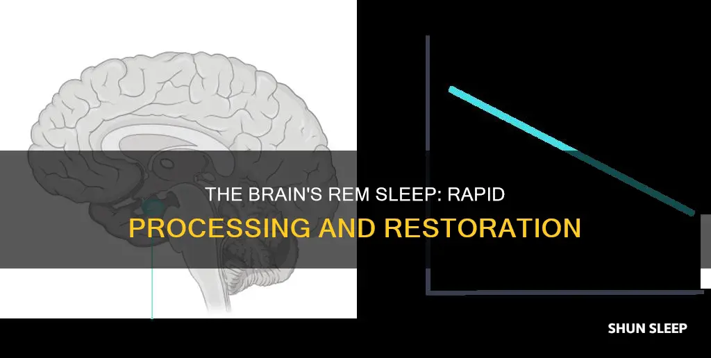 how quickly can the brain process rem sleep